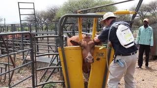 Taltec systems for cattle handling ease [upl. by Behlau]