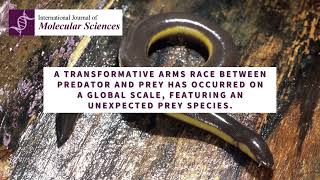 Widespread convergent evolution discovered in unlikely prey species [upl. by Erdda310]