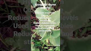 powerful benefits of broad leaf thyme😀 [upl. by Attelahs923]