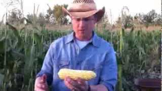 How to shuck corn quickly and easily [upl. by Sirraf]