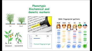 Markers MolecularGeneticDNA Biochemical and Phenotypic [upl. by Esac]