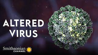 We Keep Discovering New Coronaviruses and that’s OK 🦠 Virus Hunting  Smithsonian Channel [upl. by Meehyrb788]