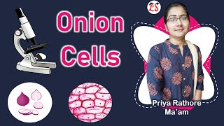 पूरा Zoom करके🧐  Onion Cell  Biology Practical by Microscope [upl. by Yeliac375]