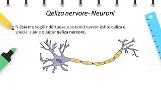 Klasa 8  Biologji  Sistemi Nervor  hyrje [upl. by Rednave]