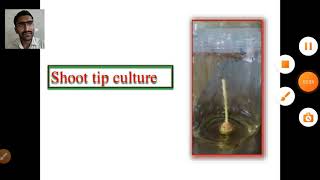 Micropropagation of sugarcaneBScMSc BiotechnologyAgricultureplant tissue culture botany [upl. by Files]