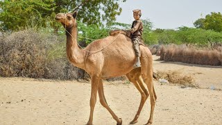 Camel riding  camel  desert animal [upl. by Elleirua149]