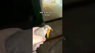 Screaming bird meme trending viral youtubeshorts fypシ edit memes meme birds [upl. by Novi]