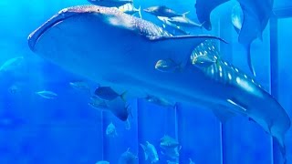 沖縄美ら海水族館 黒潮の海 Kuroshio Sea at Okinawa Churaumi Aquarium 4K [upl. by Ralyt628]