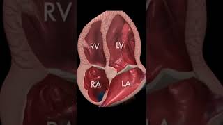 हार्ट की बीमारी का पता लगाए 1 टेस्ट से Heart Ultrasound Explained in 3D Animation [upl. by Leavy]