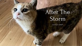 After The Storm Catio  Chat Vlog cats fluffy pets catlover [upl. by Weinhardt]