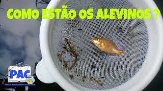 Como estão os Alevinos [upl. by Lishe]