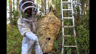 How To Remove A Bald Face Hornet Nest Using Drione  How to kill wasp [upl. by Gustavo]