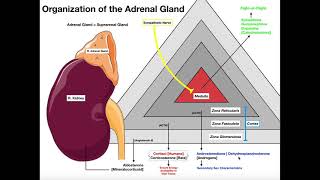 Organization of the Adrenal Glands amp Histology [upl. by Naniac]