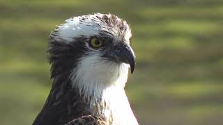 Gweilch Glaslyn 2023 Glaslyn Ospreys [upl. by God345]