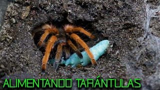 ALIMENTANDO TARÁNTULAS CON HORNWORMS  XENESTHIS  THERAPHOSA  MEGAPHOBEMA [upl. by Asirret]