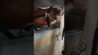 La dernière caresseFait par Elina 👀 chevaux horse équitation cheval equestrian haribo [upl. by Huntingdon]