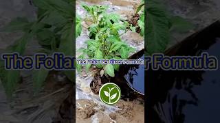 The Foliar Fertilizer Formula shortvideo garden howto youtubeshorts viralvideo agriculture [upl. by Nylavad]