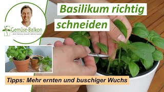 Basilikum 🌿 richtig schneiden ✂️ und ernten für buschiges 🌴 Wachstum [upl. by Savart]