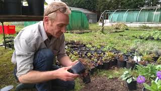 How to plant out hardy cyclamen outdoors [upl. by Eissed]