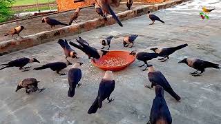 Very loud voice of Crow sound  Different kauwa ki awaz  Beautiful Crow Eating And Feeding P137 [upl. by Grier]