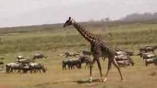 Giraffe running in herd of cattle Kenya [upl. by Inavihs]