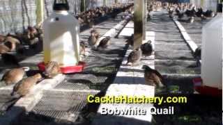 Bob White Quail Breeder Flock Baby Chicks  Cackle Hatchery [upl. by Arlee]