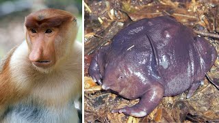 Top 10 Ugliest Animals in the World [upl. by Zane]