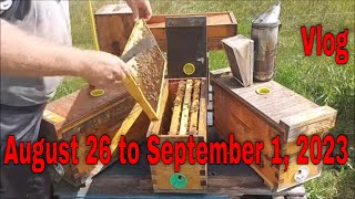 ⏱ Vlog August 26 to September 1That Bee Man [upl. by Fayre]