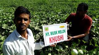 Swati seeds Hy Musk Melon  KhushiMo94267 01432 [upl. by Evreh]