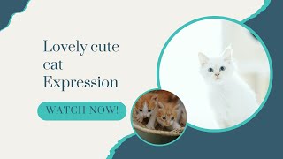 Playful Cat Behavior  Adorable Cute Cat Flash  Sweet Kitten Snuggles  Delectation Channel [upl. by Oremor]