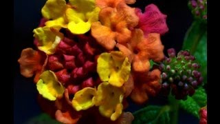 Lantana timelapse [upl. by Nonregla]