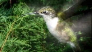 Hummingbird Sounds  Up Close and Loud [upl. by Odie928]