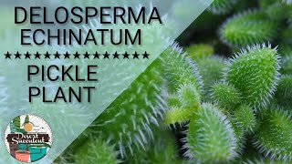 27 Pickle Plant Delosperma Echinatum Succulent Care Guide  다육식물 多肉植物 Suculentas [upl. by Farika]