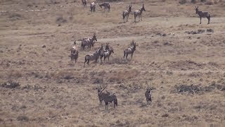 Hunting gemsbok in South Africa [upl. by Jeni]