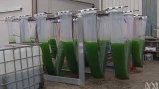 Algae Photobioreactor at Hazelwood coal powerplant [upl. by Roth]