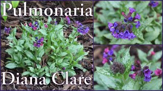 Pulmonaria Diana Clare Lungwort Evergreen Ground cover Spring flowers My Walled Garden 4k [upl. by Lundell]