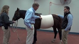 Equine Veterinarians Examine Benefits of Abdominal Bandages [upl. by Christa]