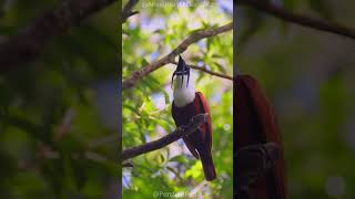 How This Is The Loudest Bird The White Bellbird 📢🔊🕊️ [upl. by Ishmael]