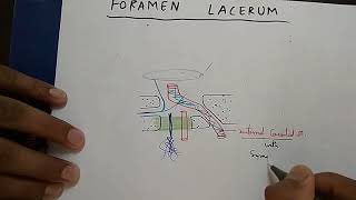 Skull Foramen 3 Foramen Lacerum and Carotid Canal Content  TCML and ENMEDER [upl. by Hildick]