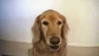 Abused Golden Retriever [upl. by Antony]