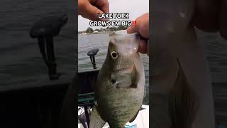 LAKE FORK GROWS BIG CRAPPIE‼️ crappie fishing crappiefishing barfly [upl. by Seuqram]