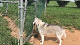 Husky howls for friends at dog park [upl. by Yrohcaz]