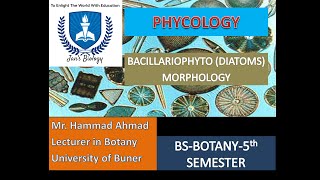 BACILLARIOPHYTA DIATOMS MORPHOLOGY [upl. by Enened]