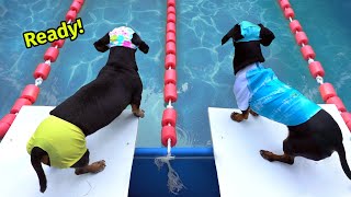 The Wienerlympics  Cute amp Funny Wiener Dog Video [upl. by Studdard]