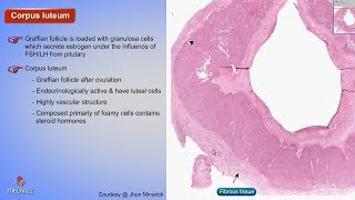 Histology of Corpus luteum  Shotgun Histology [upl. by Annairol]