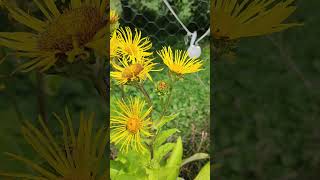 Elecampane with happy pollinators 24 July 2024 [upl. by Niltiac996]