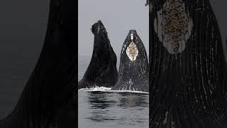 SURPRISING HUMPBACK WHALE LUNGE FEEDING IN FRONT OF WHALE WATCH BOAT [upl. by Brightman432]