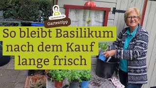 So bleibt Basilikum nach dem Kauf lange frisch [upl. by Aynatahs]