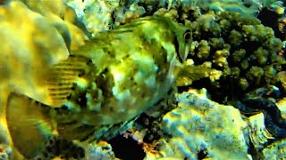 Marbled spinefoot Siganus rivulatus rivulated rabbitfish surf parrotfish changes colour fast [upl. by Letnuhs]