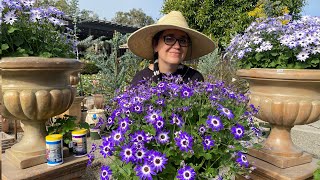 Successful Tips About Senetti Cineraria with Sarah Smith [upl. by Rosel579]